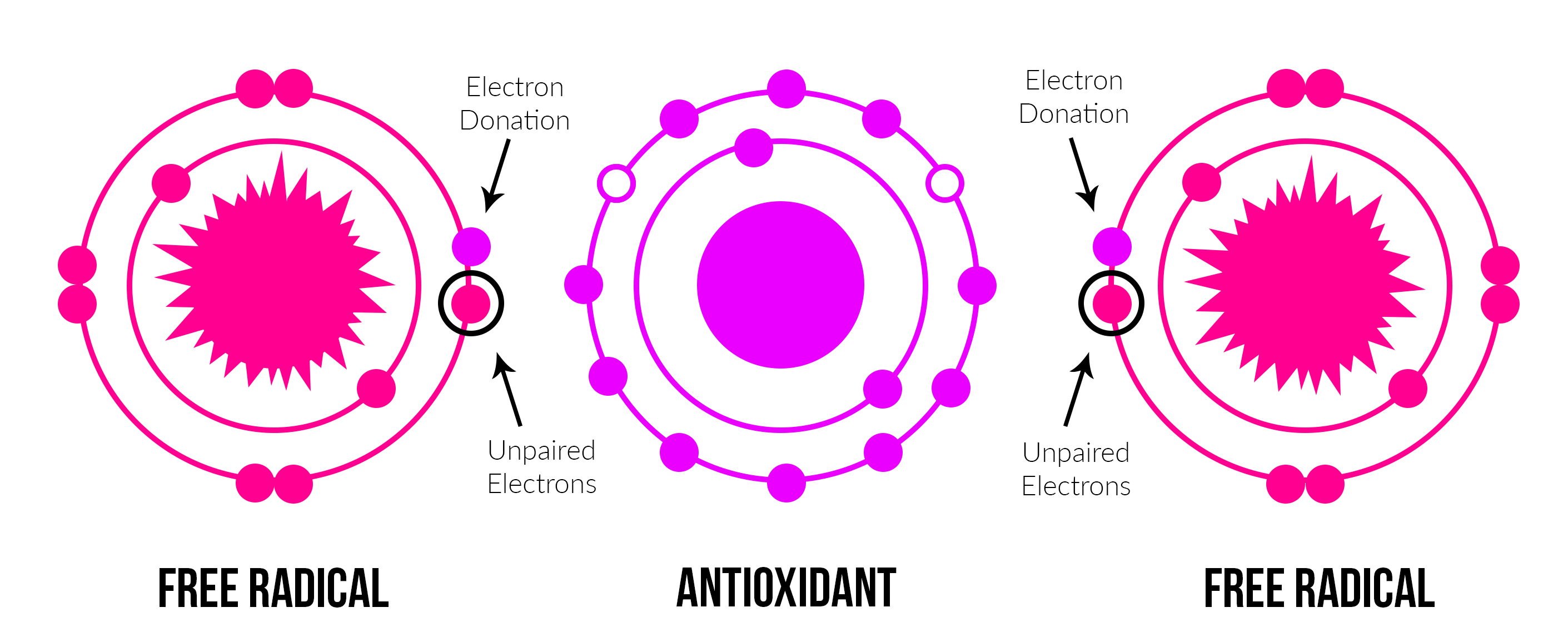 Antioxidant Donating Electrons Neutralizing Free Radicals